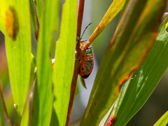 Scutiphora pedicellata