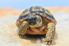 Homopus areolatus