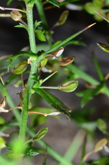 Lepidium aschersonii