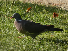 Columba palumbus
