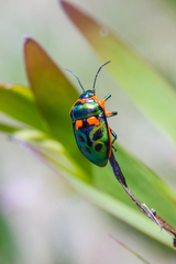 Scutiphora pedicellata