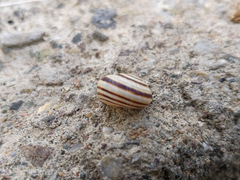 Cernuella virgata