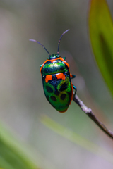 Scutiphora pedicellata