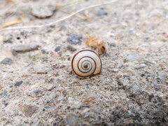 Cernuella virgata