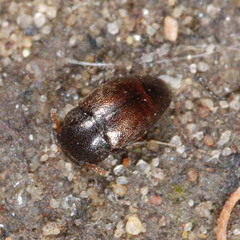 Brachypterus urticae