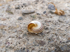 Cernuella virgata