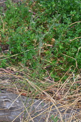 Lepidium aschersonii