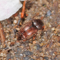 Brachypterus urticae