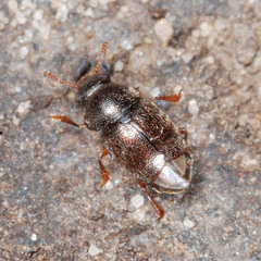 Brachypterus urticae