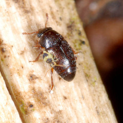 Brachypterus urticae