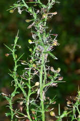 Lepidium aschersonii