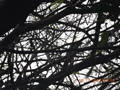 Phaenicophaeus viridirostris