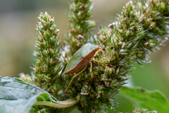 Palomena