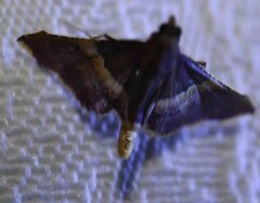 Endotricha mesenterialis