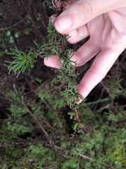Artemisia campestris