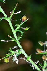 Lepidium aschersonii