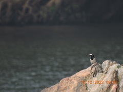 Motacilla maderaspatensis