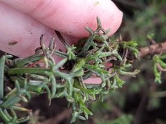 Artemisia campestris