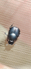 Onthophagus taurus