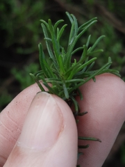 Artemisia campestris