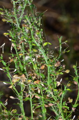 Lepidium aschersonii
