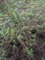 Artemisia campestris