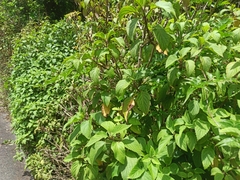 Plectranthus ecklonii