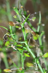 Lepidium aschersonii