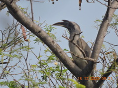 Ocyceros birostris