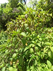 Plectranthus ecklonii