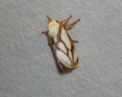 Parapluda invitabilis