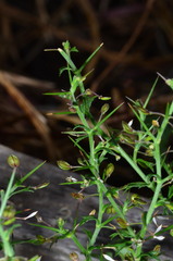 Lepidium aschersonii