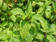 Plectranthus ecklonii