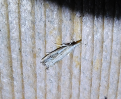 Catoptria falsella
