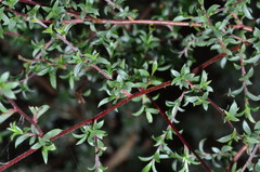 Leptospermum divaricatum