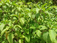 Plectranthus ecklonii