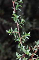 Leptospermum divaricatum