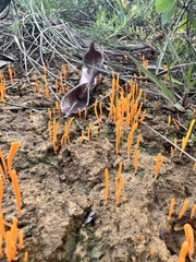 Sulzbacheromyces