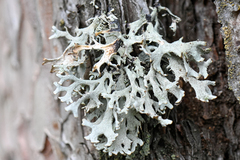 Pseudevernia furfuracea