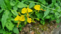 Aneilema aequinoctiale