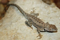 Sceloporus merriami