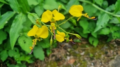 Aneilema aequinoctiale