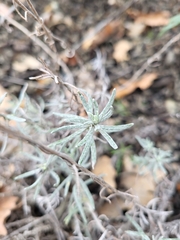 Helichrysum stoechas