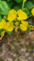 Aneilema aequinoctiale