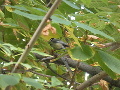 Parus major
