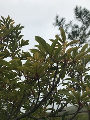 Cunonia capensis