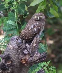 Glaucidium cuculoides