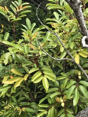 Cunonia capensis