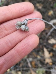 Helichrysum stoechas