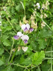 Crotalaria verrucosa